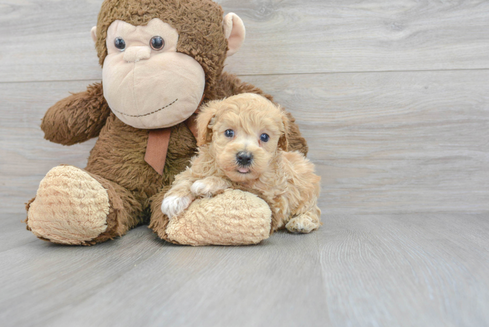 Maltipoo Pup Being Cute