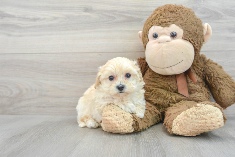 Sweet Maltipoo Baby