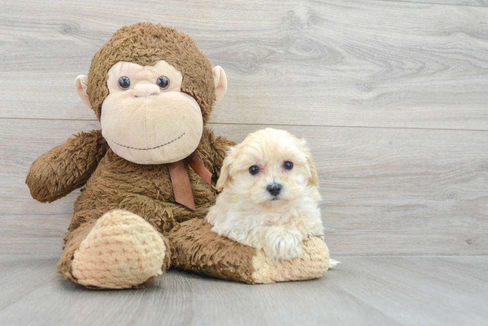 Energetic Maltepoo Poodle Mix Puppy