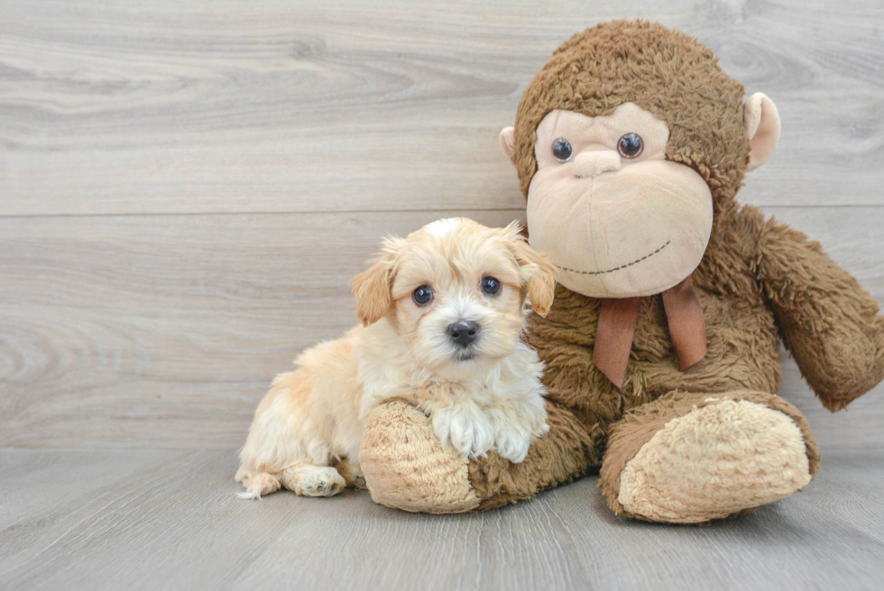 Happy Maltipoo Baby