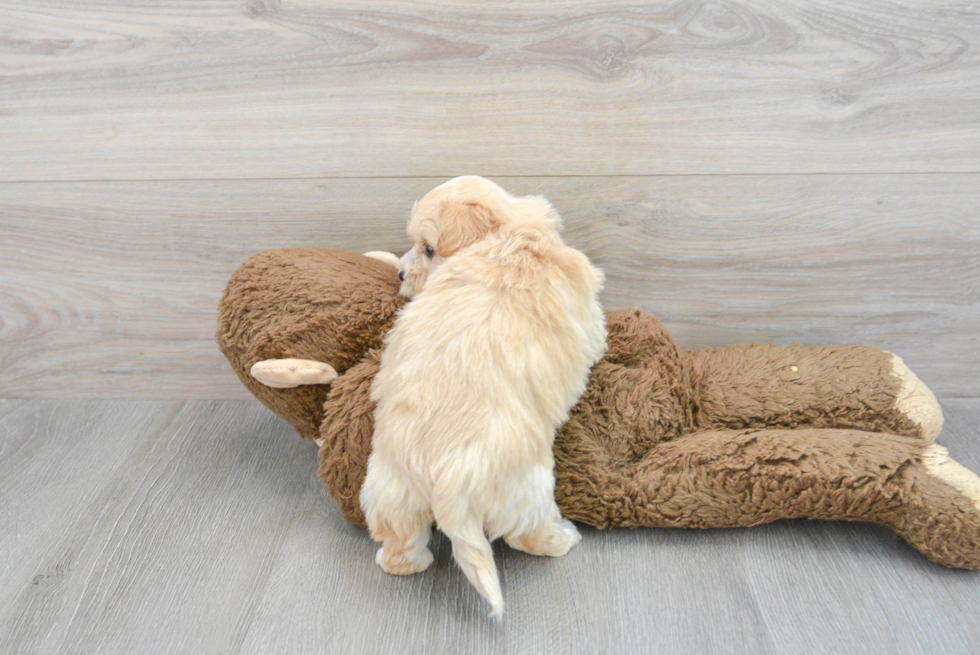 Cute Maltipoo Baby