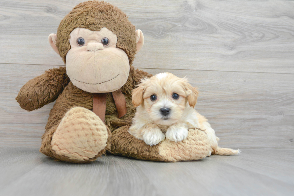 Maltipoo Puppy for Adoption