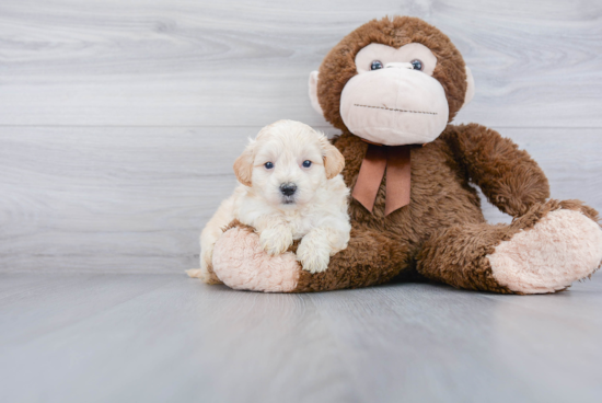 Maltipoo Pup Being Cute