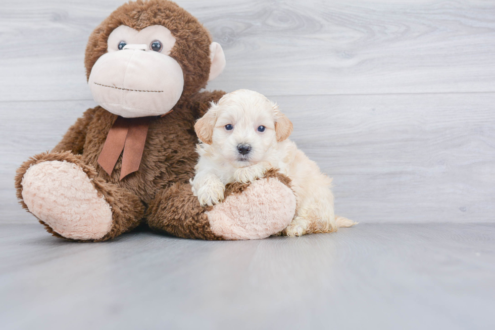 Maltipoo Pup Being Cute