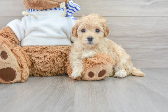 Happy Maltipoo Baby