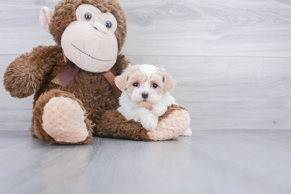 Best Maltipoo Baby