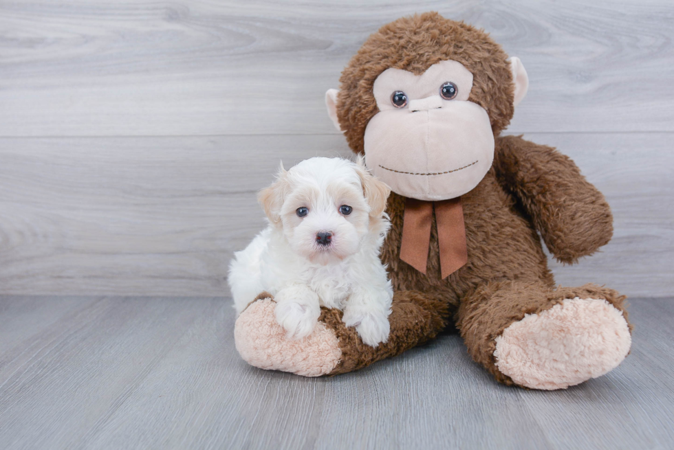 Friendly Maltipoo Baby