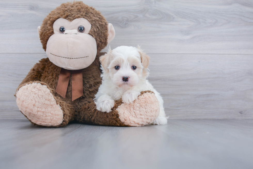 Friendly Maltipoo Baby