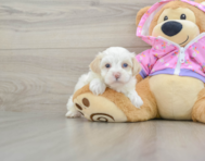 7 week old Maltipoo Puppy For Sale - Premier Pups