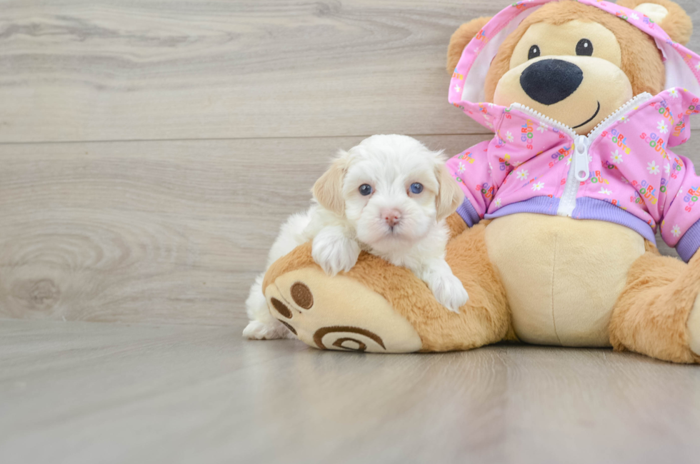 5 week old Maltipoo Puppy For Sale - Premier Pups