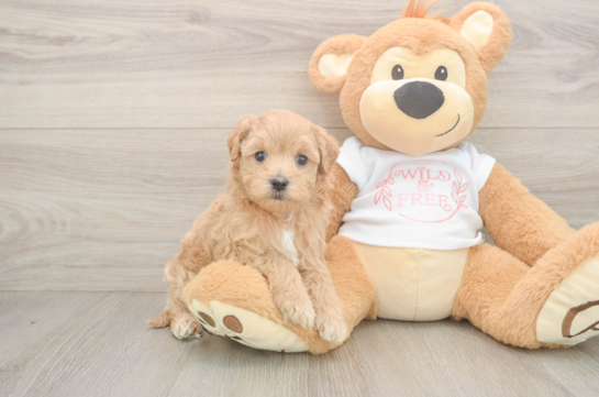 Adorable Malt Oodle Poodle Mix Puppy