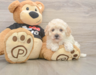 8 week old Maltipoo Puppy For Sale - Premier Pups