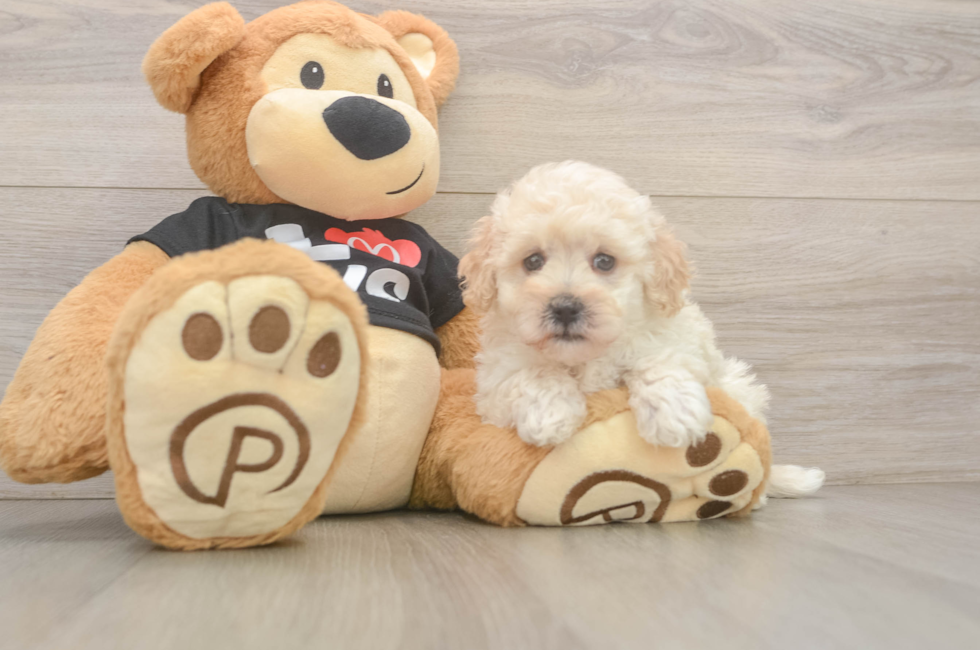 7 week old Maltipoo Puppy For Sale - Premier Pups