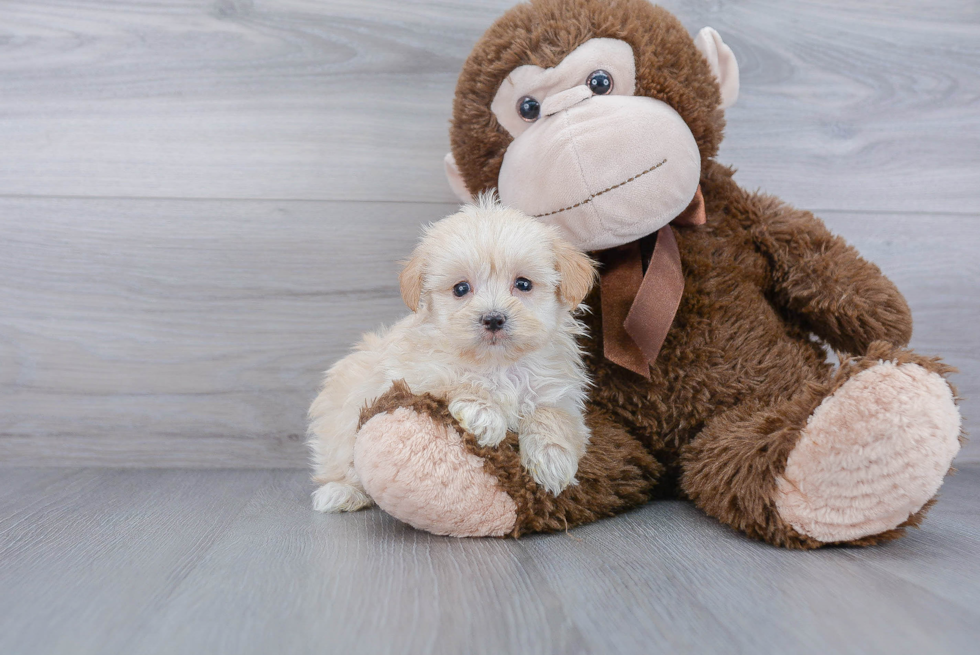 Hypoallergenic Maltese Poodle Poodle Mix Puppy