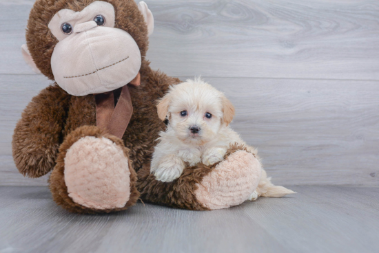 Best Maltipoo Baby