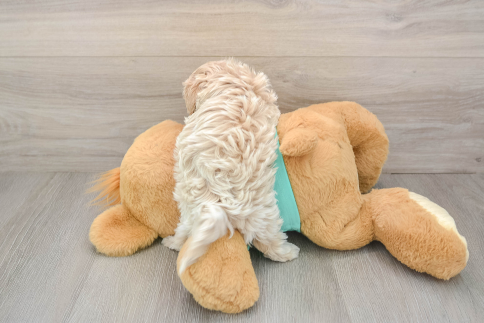 Maltipoo Puppy for Adoption