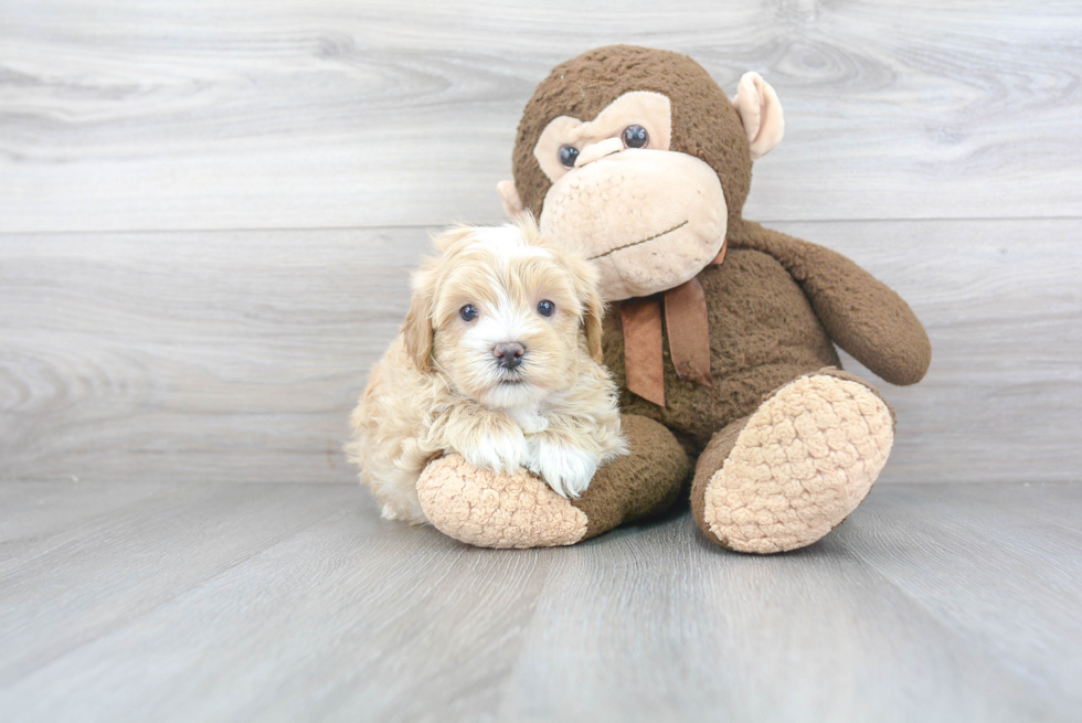 Little Maltese Poodle Poodle Mix Puppy