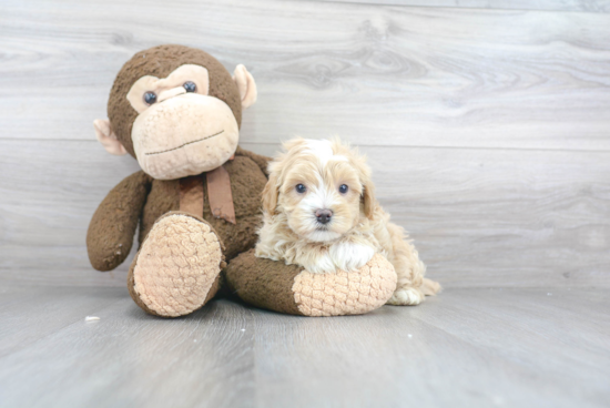 Popular Maltipoo Poodle Mix Pup