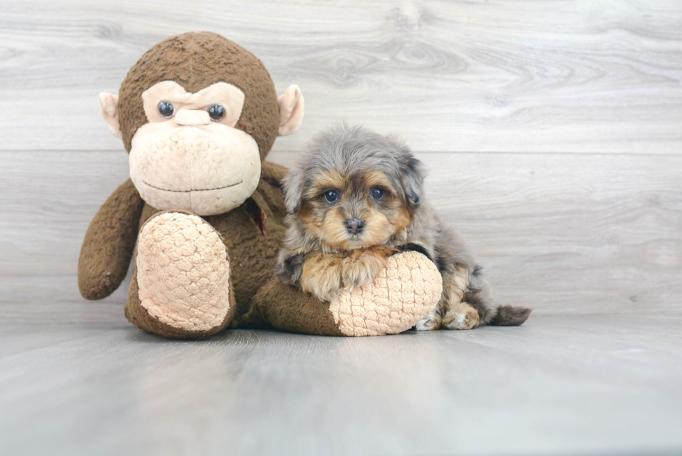 Adorable Maltepoo Poodle Mix Puppy