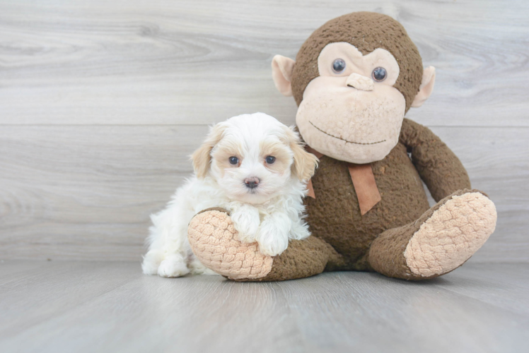 Fluffy Maltipoo Poodle Mix Pup