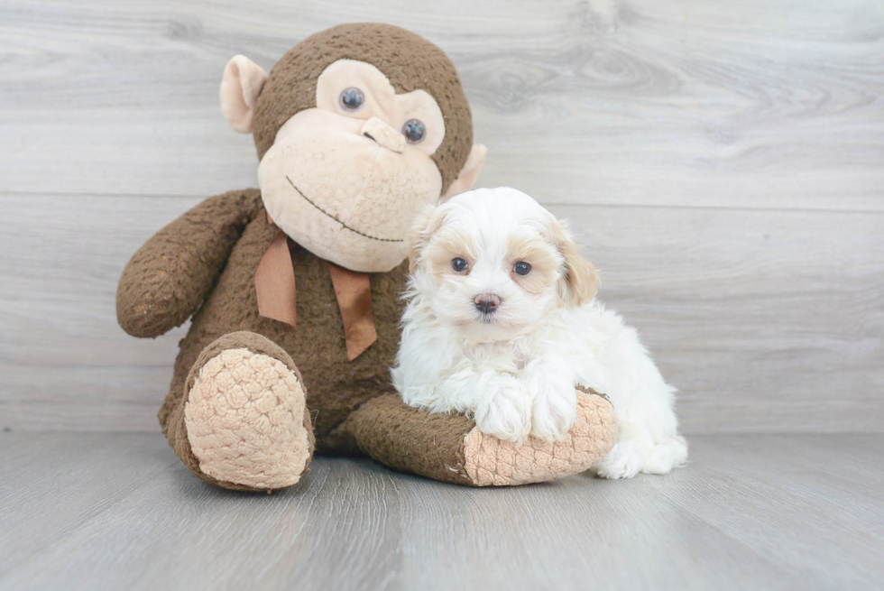 Sweet Maltipoo Baby