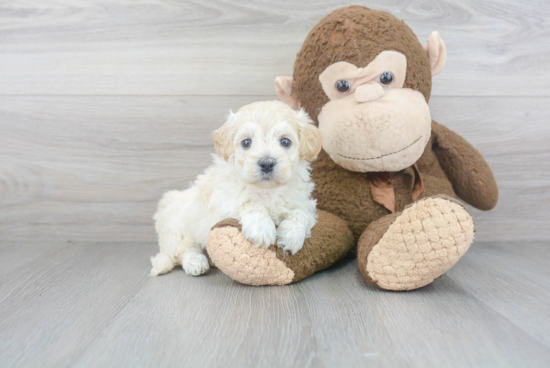 Popular Maltipoo Poodle Mix Pup