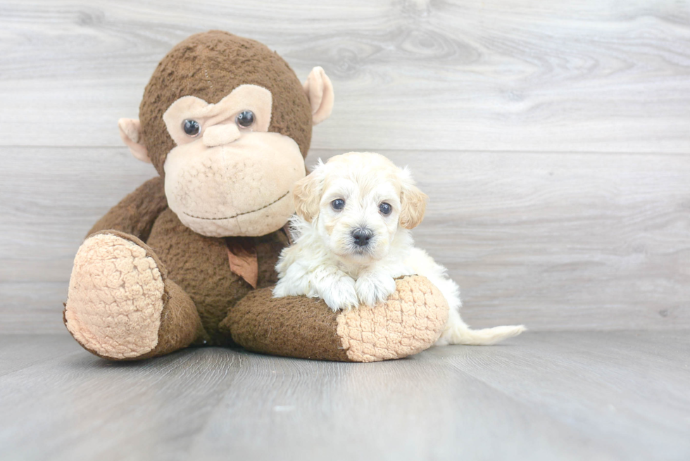 Best Maltipoo Baby