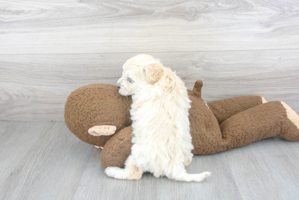 Little Maltepoo Poodle Mix Puppy