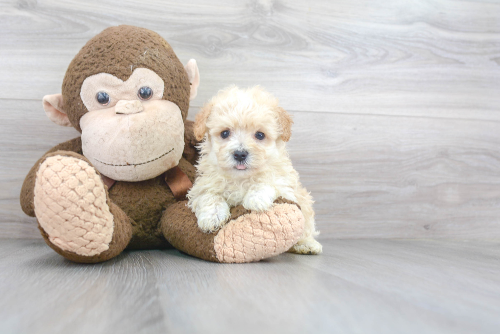 Energetic Maltese Poodle Poodle Mix Puppy