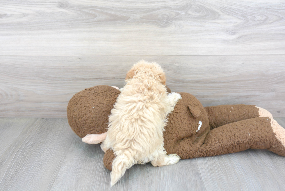 Playful Maltepoo Poodle Mix Puppy