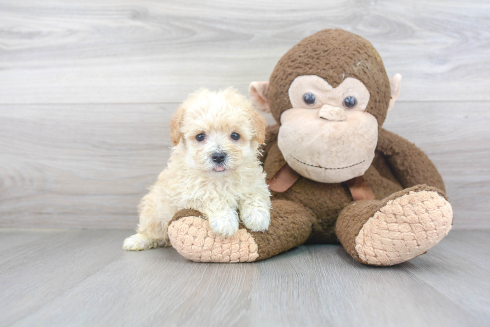 Maltipoo Pup Being Cute