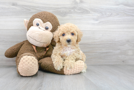 Little Maltepoo Poodle Mix Puppy