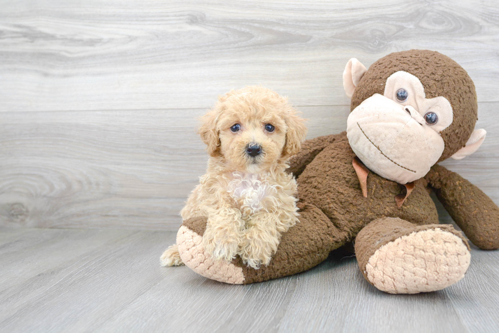 Maltipoo Puppy for Adoption