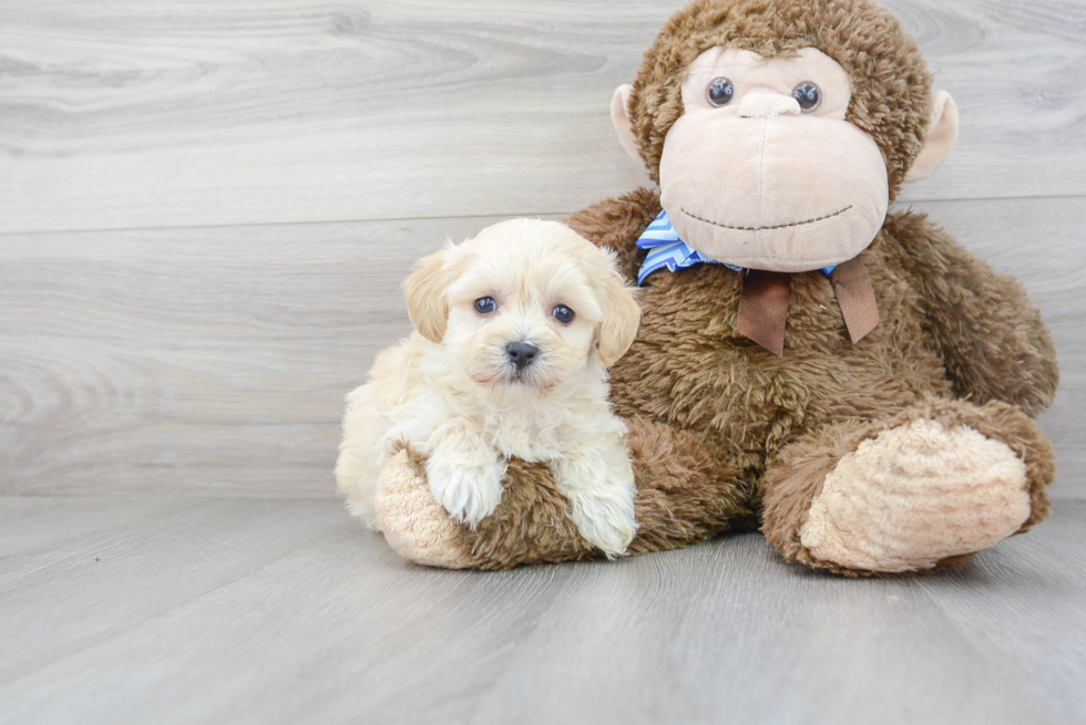 Cute Maltipoo Baby