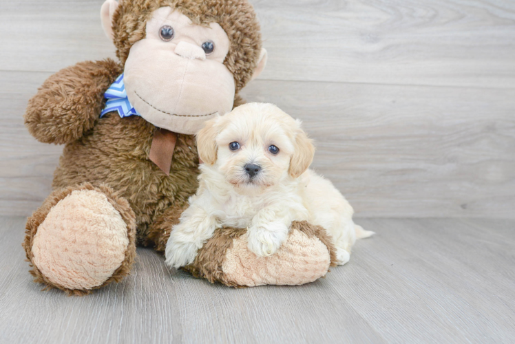 Happy Maltipoo Baby