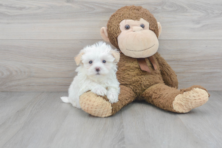 Maltipoo Pup Being Cute