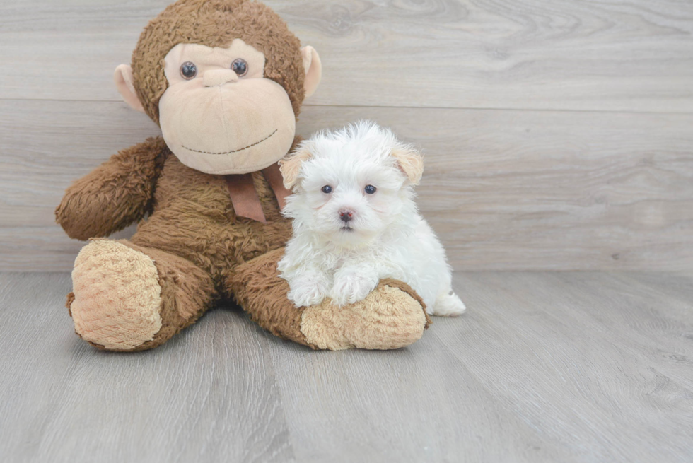 Sweet Maltipoo Baby