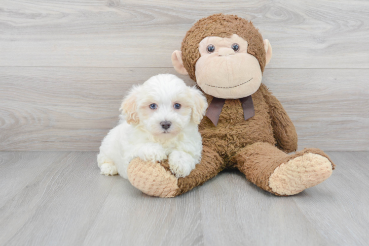 Adorable Maltepoo Poodle Mix Puppy