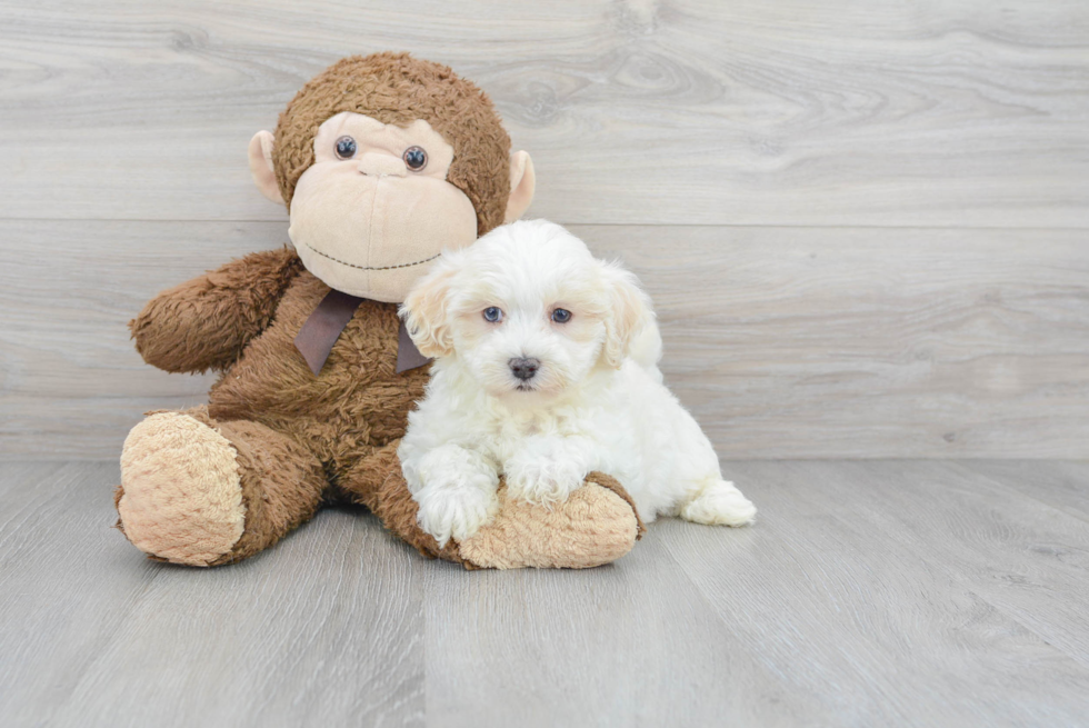 Popular Maltipoo Poodle Mix Pup