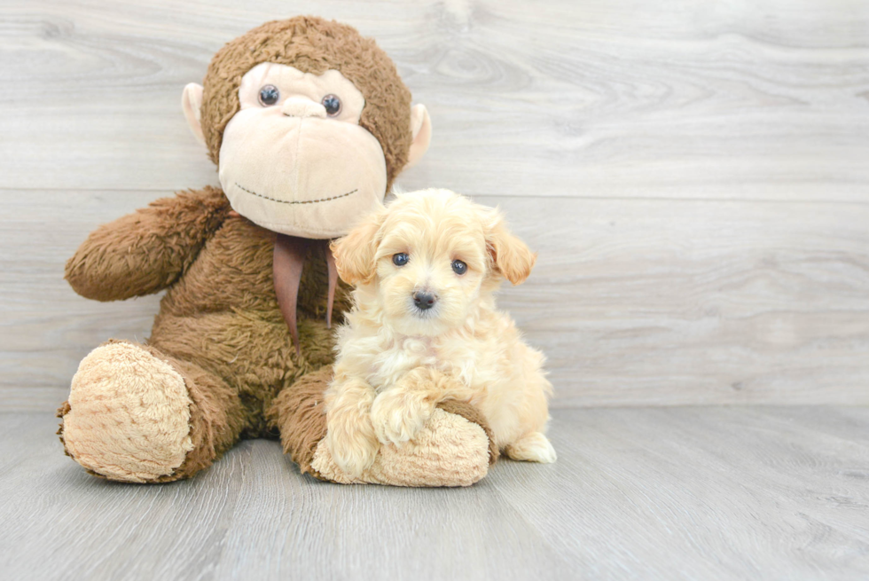 Cute Maltipoo Baby