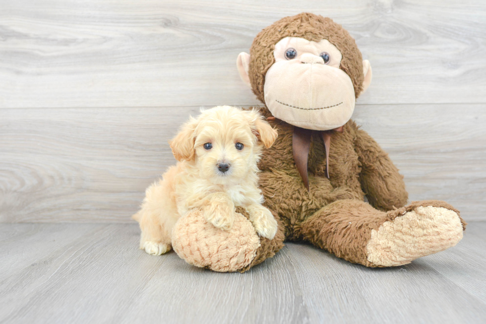 Smart Maltipoo Poodle Mix Pup