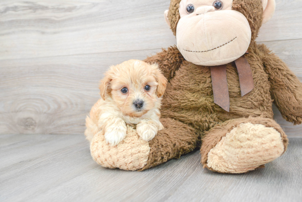 Best Maltipoo Baby