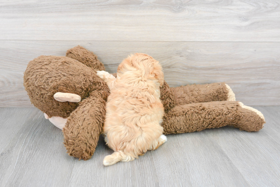 Fluffy Maltipoo Poodle Mix Pup