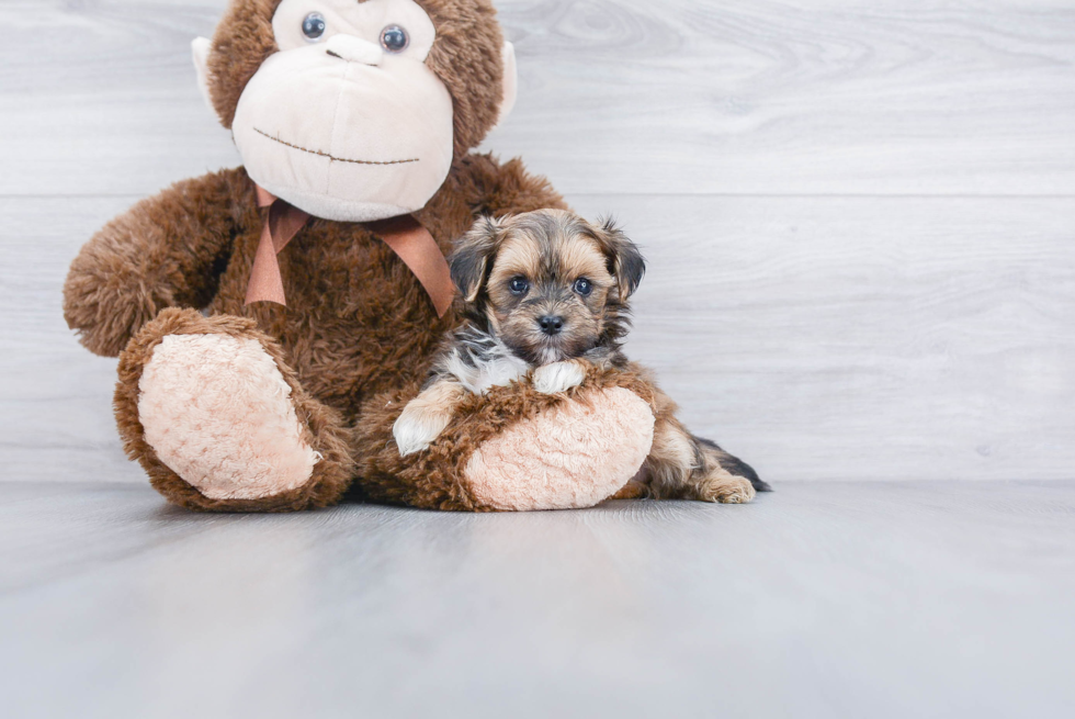 Sweet Maltipoo Baby