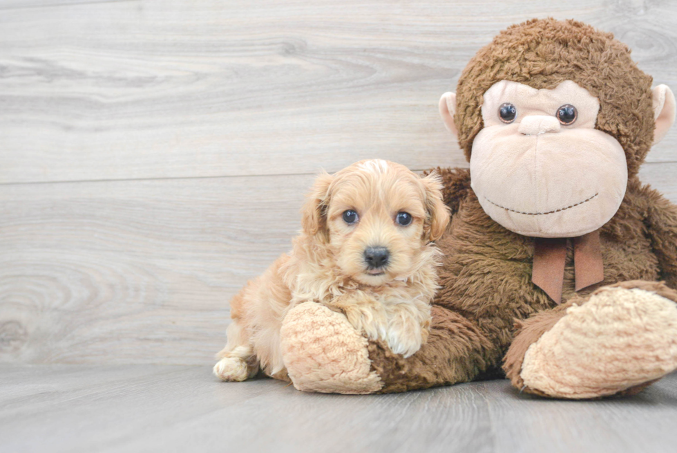 Maltipoo Pup Being Cute