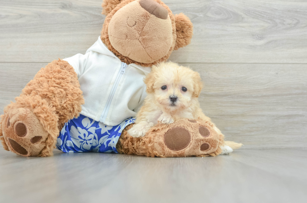 7 week old Maltipoo Puppy For Sale - Premier Pups