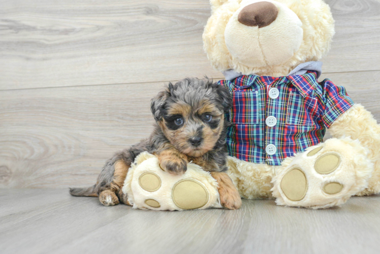 Adorable Maltepoo Poodle Mix Puppy