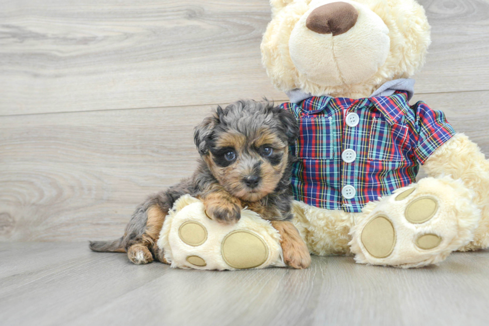 Adorable Maltepoo Poodle Mix Puppy
