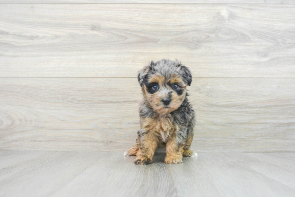 Best Maltipoo Baby