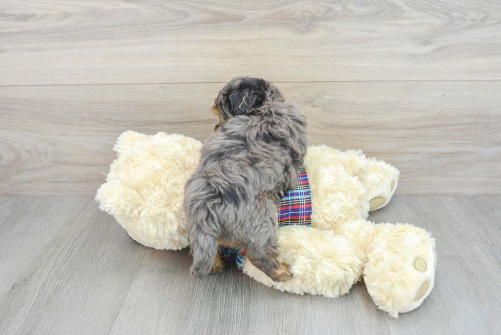 Maltipoo Puppy for Adoption